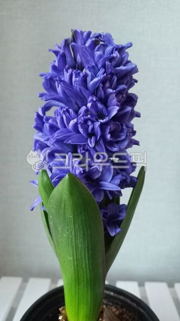 히아신스,히야신스,구근식물,flower,꽃,수경재배,보라꽃,꽃향기,봄,화분,spring,생화,식물