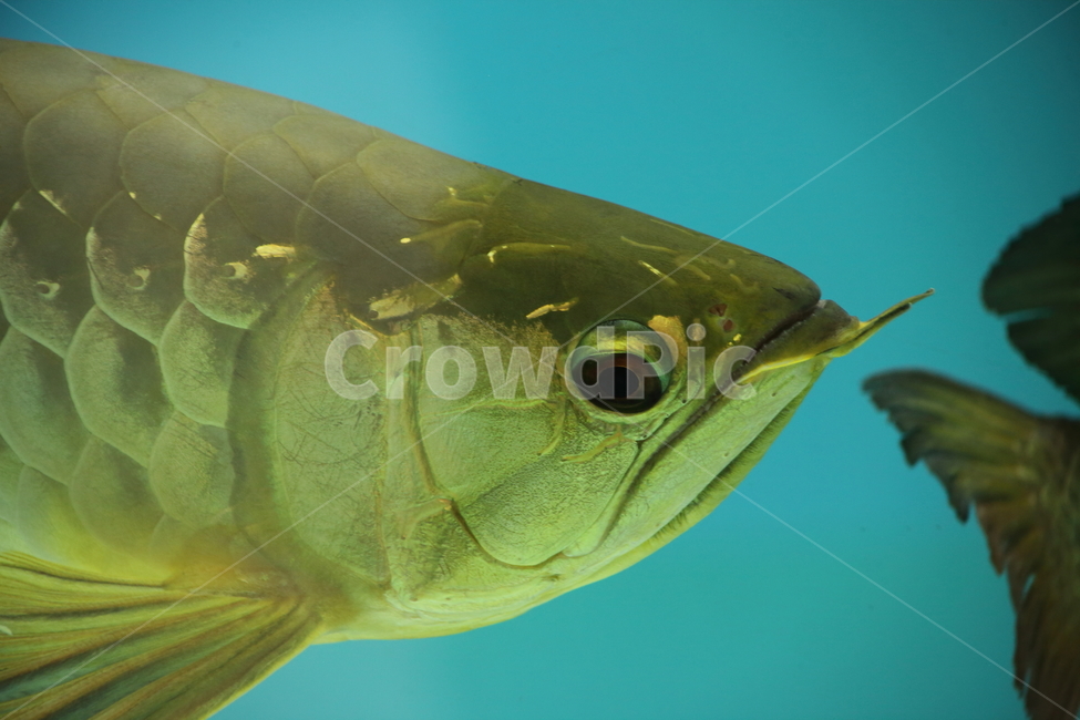 아로아나,아로와나,열대어,물고기,arowana,tropicalfish,동물,animal,어류,물고기,fish