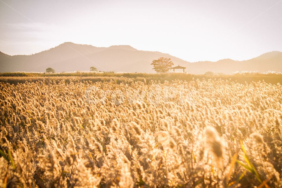 가을,계절,갈대,순천만,자연,풍경,태양,해,햇빛,만,autumn,fall,seasons,reed,suncheonbay,bay,nature,landscape,sun,sunlight,산,나무,정자,tree,mountain,가을,계절,fall,autumn,season,자연,풍경,nature,landscape,한국자연풍경,한국자연경관,korea nature landscape,감성,sensible,feeling,휴식,힐링,rest,relaxation,healing,plant,식물,produce,생산액,food,음식,vegetable,야채,grain,곡물