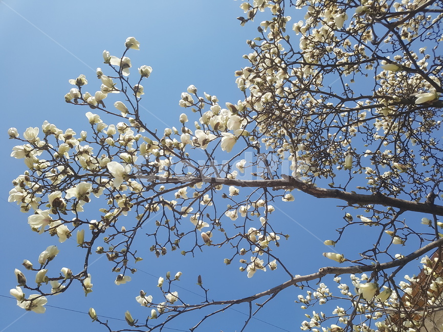 봄,spring,꽃,flower,목련,봄,계절,spring,season,식물,자연,plants,nature,꽃,flower,plant
