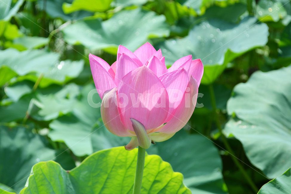 꽃,식물,자연,연꽃,연잎,lotus,식물,자연,plants,nature,꽃,flower