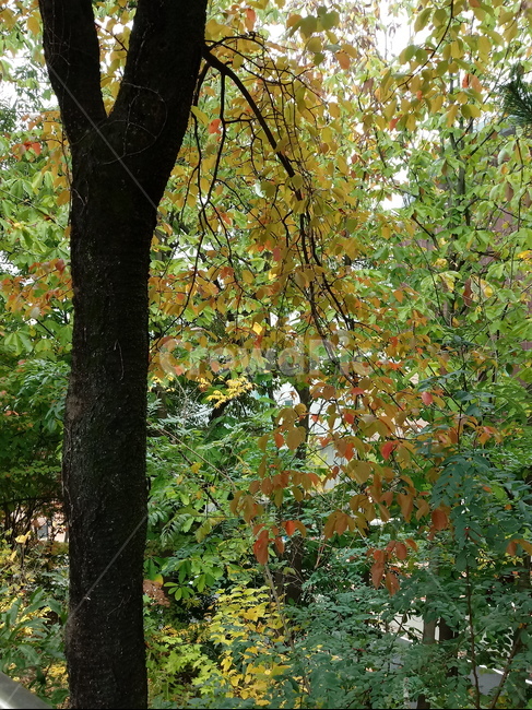 나무,단풍,plant,tree,leaf,잎,나뭇잎,나무줄기,maple,treetrunk,식물,자연,plants,nature