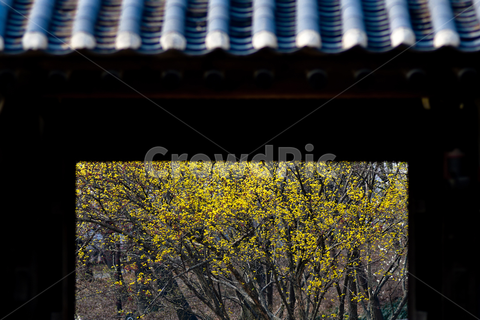 roof,지붕,기와,산수유,꽃,flower,한국전통,한국문화,korean traditional,korean culture,건축물,건물외관,exterior,building,structure,architecture,construction