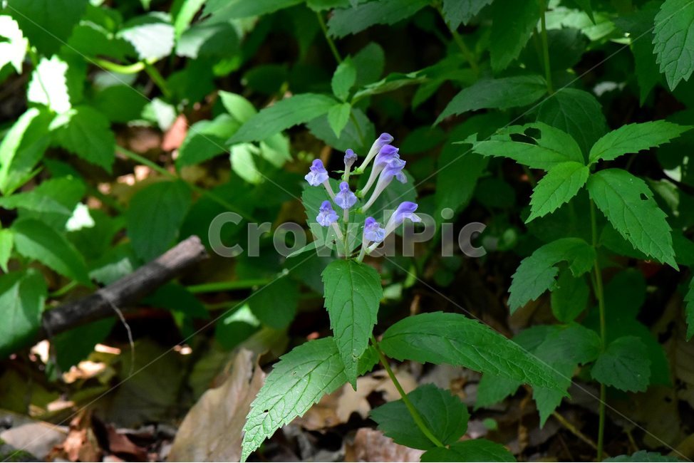 광릉골무꽃,꿀풀과,골무꽃속,야생화,봄,꽃,plant,wild,flower,자연,생태,식생,풀꽃,식물,자연,plants,nature,꽃,flower