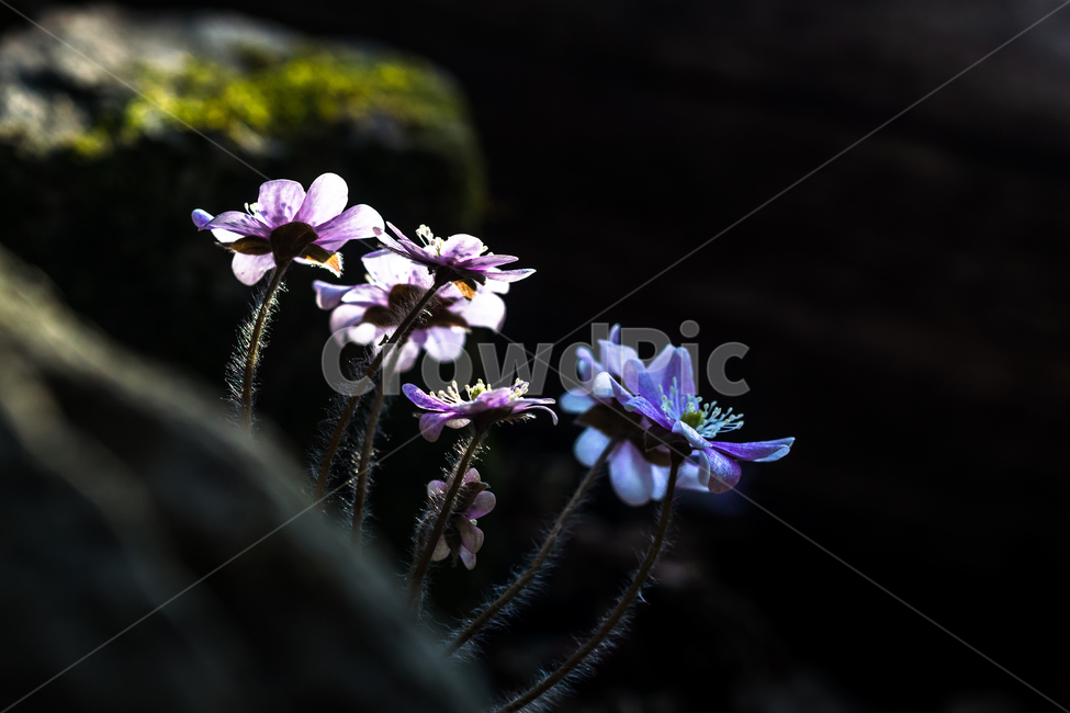 청노루귀꽃,야생화,꽃,들꽃,식물,자연,flower,식물,자연,plants,nature,꽃,flower
