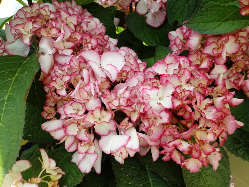 수국,자양화,간판수국,아탑수구,나무,꽃,마른꽃,식물