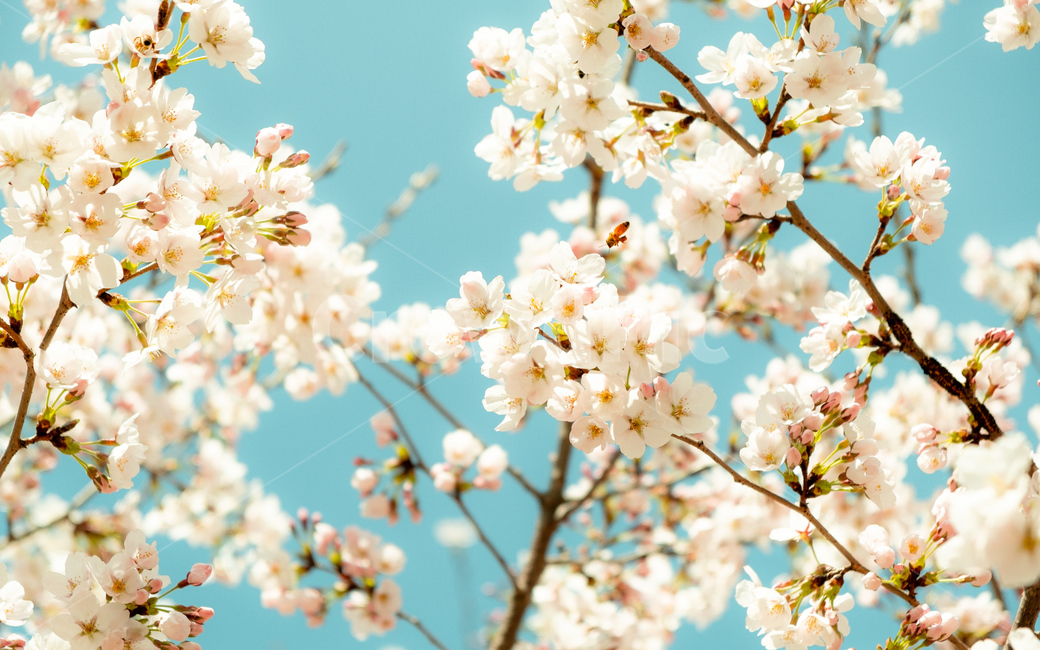 봄,벚꽃,벚꽃나무,꽃,flower,cherryblossom,spring,자연,감성사진,봄,계절,spring,season,plant,식물,blossom