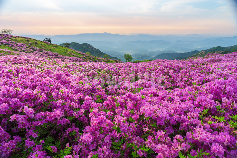 황매산,경남관광,합천군,산청군,철쭉제,봄,분홍물결,산상화원,일출,자연,풍경,nature,landscape,plant,식물,outdoors,옥외