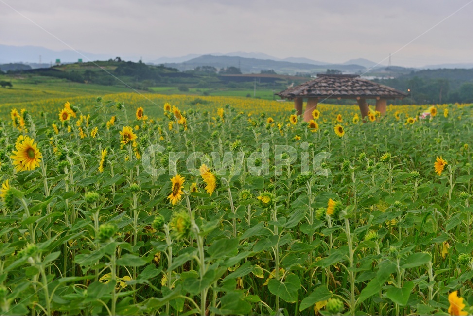 field,들,outdoors,옥외,nature,자연,rural,농촌,farm,농장,고창,학원농장,해바라기,해바라기밭,해바라기꽃,농업,농사,경작,농경,자연,풍경,nature,landscape