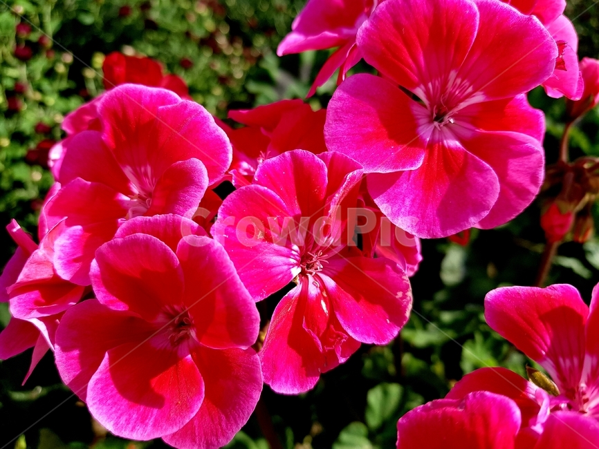 geranium,꽃,식물,blossom,자연,식물,자연,plants,nature