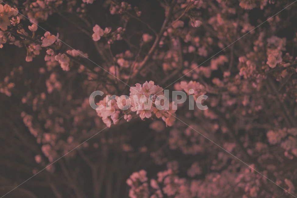 벚꽃,밤,봄,나무,plant,식물,blossom,flower,꽃