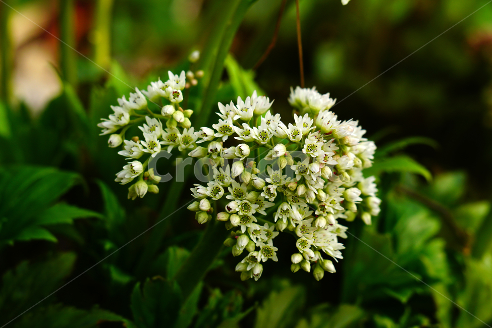 모과나무,봄꽃,한국자연,꽃,꽃사진,플라워,flower,봄,spring,식물,plants,자연,nature,풍경,landscape,계절,season,snap,스냅,접사,macro,closeup,클로즈업,감성사진,감성,힐링,healing,느낌,feel,feeling,꽃밭,화단,나무,나뭇가지,tree,꽃봉오리,4월,April,봄,계절,spring,season,식물,자연,plants,nature,꽃,flower,plant,blossom