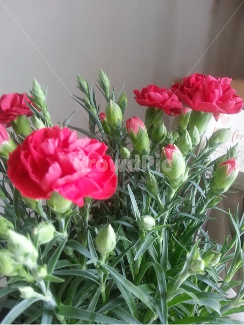 카네이션,어버이날,감사,꽃다발,스승의날,기념일,anniversary,식물,plants,꽃,flower,부모님,빨간꽃,bunchofflowers,빨간색,초록색,녹색,빨간카네이션,꽃봉오리,꽃봉우리,carnation,꽃선물