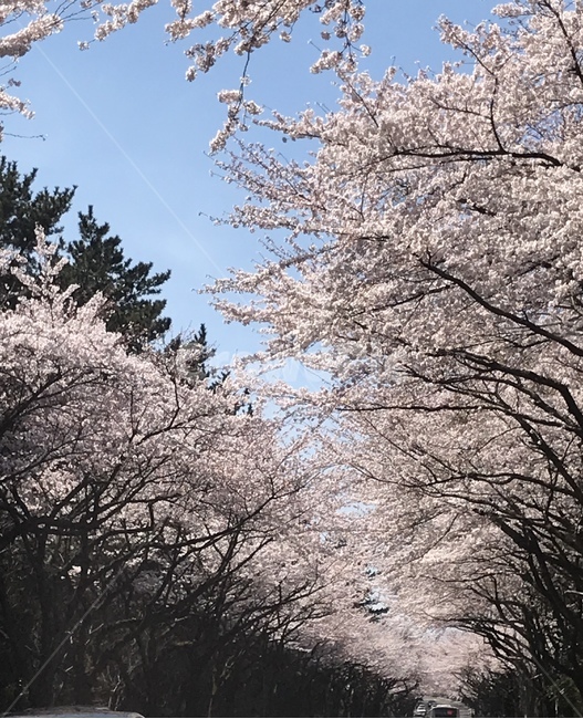 제주봄,제주벚꽃,벚꽃축제,제주대입구,4월벚꽃,봄,계절,spring,season,자연,풍경,nature,landscape,plant,식물,blossom,꽃,flower