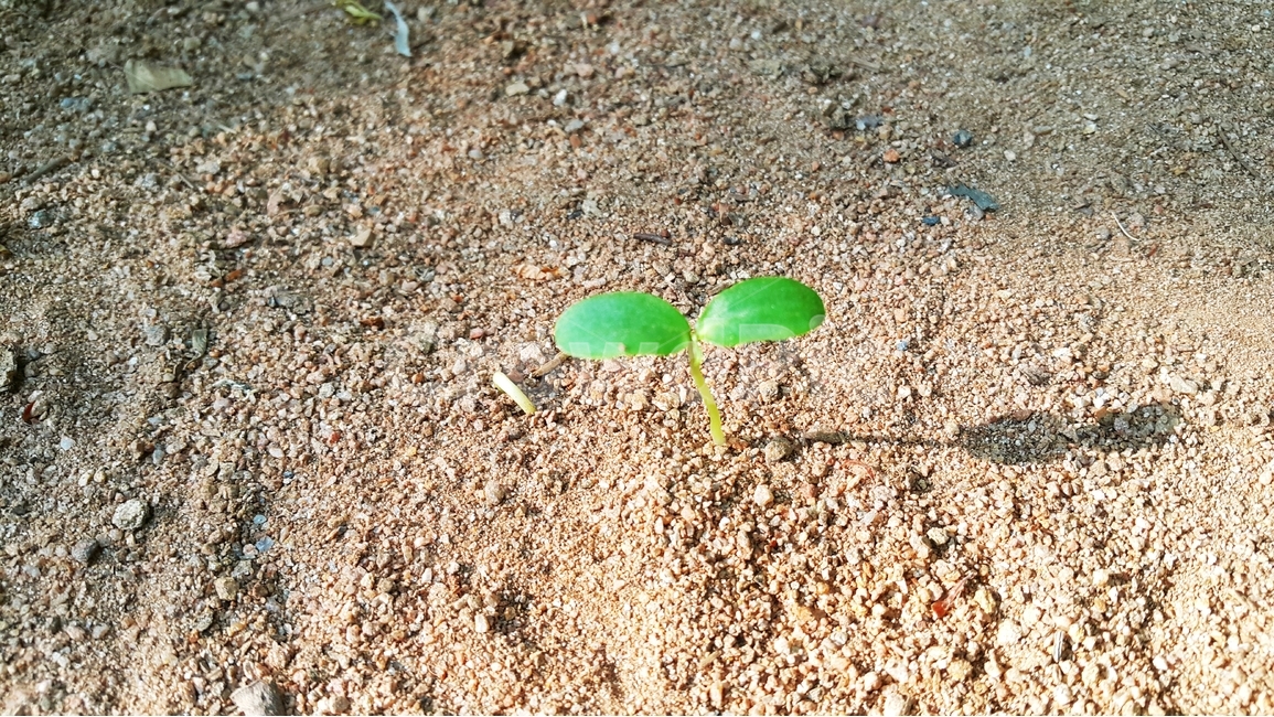 새싹,싹,새순,새잎,어린잎,식물,자연,plants,nature