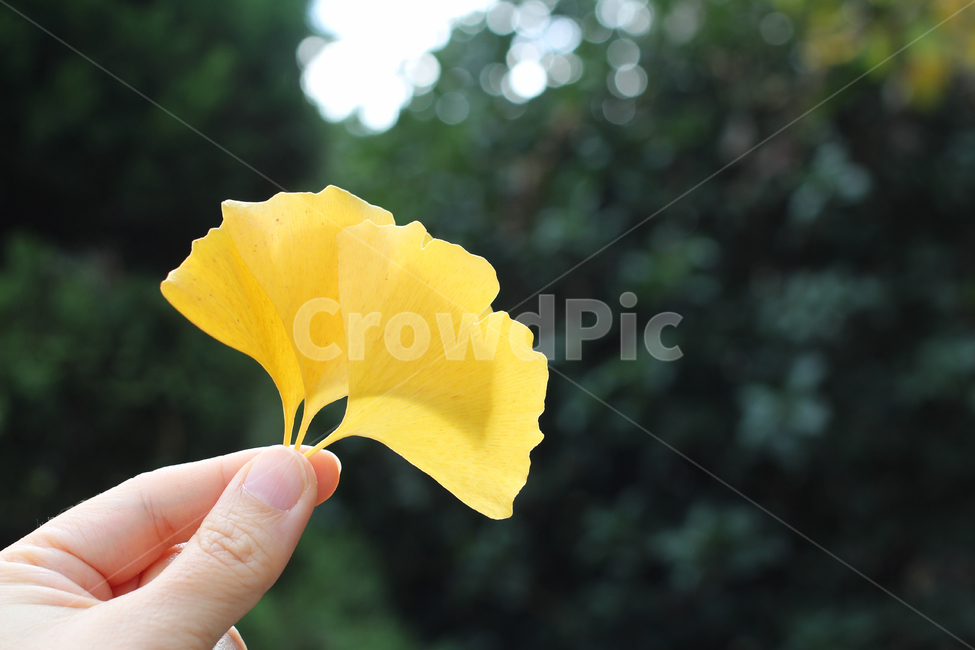 은행잎,단풍,가을잎,은행나무,단풍은행,감성,가을,계절,fall,autumn,season,식물,자연,plants,nature