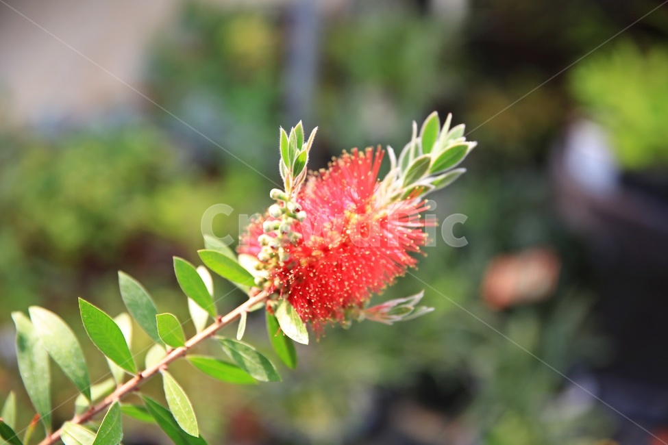 leaf,잎,plant,식물,blossom,petal,꽃잎,flower,꽃,봄,봄꽃,계절,병솔나무