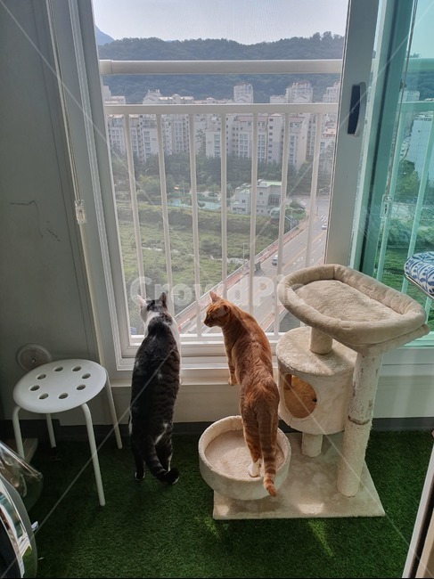 고양이,낮잠,휴식,cat,반려묘,광합성,animal,포유류,mammal,pet,애완동물
