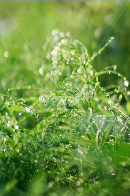 풀,아침,이슬,햇빛,보케,초록,풍경,식물,자연,plants,nature,휴식,힐링,rest,relaxation,healing