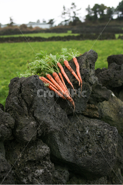 야채,당근,다이어트,건강,유기농,제주,농장,자연,carrot,carrots,food,vegetable,fresh,orange,bunch,organic,healthy,vegetables,green,raw,isolated,root,agriculture,garden,diet,market,vegetarian,leaf,white,harvest,vitamin,ripe,nature,carrotcarrot,farm,closeup,color,colorful,country,diete,cofarmer,farmersmarket,farming,background,greenhealthhealthyfoodshealthylifehealthylifestylehealthylifestylebackground,jejuisland,jejukorea,natural,naturelandscape,nutrition,organicbackground,organicfarm,음식,식재료,요리,food,cook,meal,dishes,food reserves,채소,야채,vegetables,산업,industry,industrial,농업,농사,agriculture,farming,farming industry