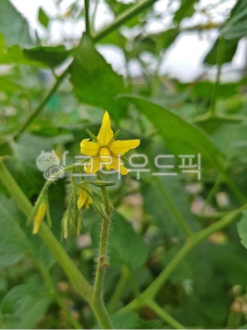 방울토마토꽃,노란꽃,작은꽃,꽃봉오리,자연,식물,plant,옥외,flower