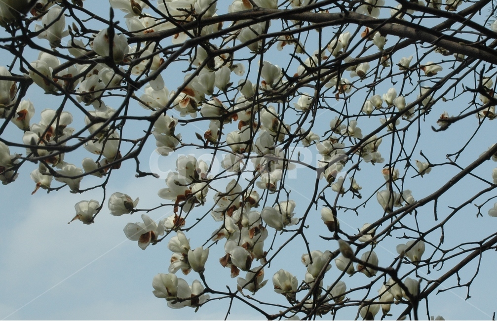 목련,백목련,kobusmagnolia,토종목련,꽃,식물,자연,plants,nature,꽃,flower