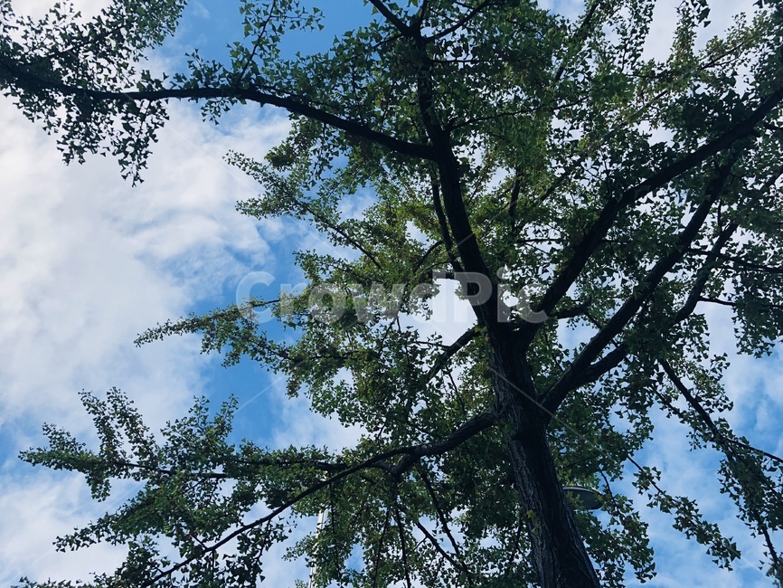 하늘,구름,나무,파란색,초록색,날씨,맑음,sky,식물,자연,plants,nature,나무,trees,wood