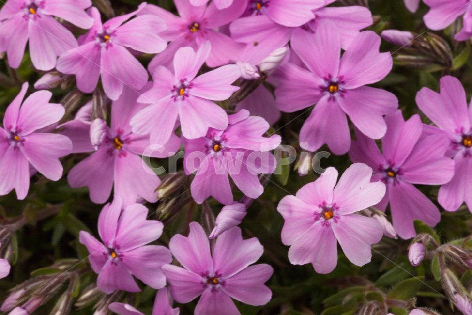 spring,flower,꽃잔디,봄,꽃,접사,봄,계절,spring,season,식물,자연,plants,nature,꽃,flower,blossom,geranium,제라늄,plant,petal,꽃잎