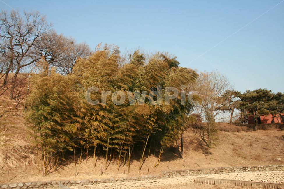 풍경,나무,겨울,대나무,식물,하늘,겨울,계절,winter,season,자연,풍경,nature,landscape,tree,plant,ground,바닥