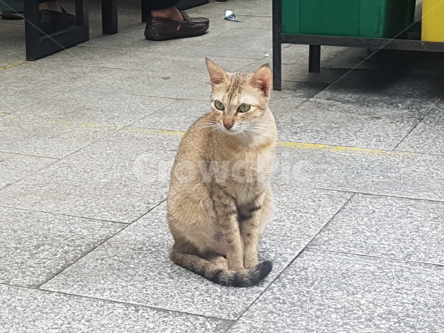필리핀,고양이,길고양이,인도,동물