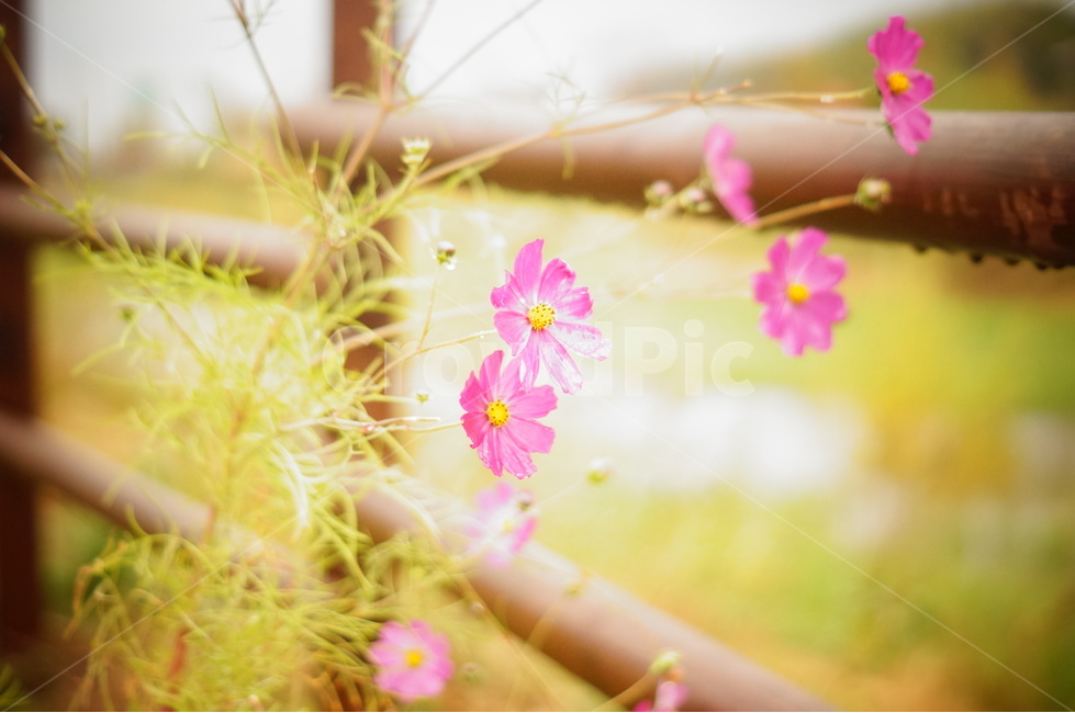 코스모스,가을,가을의전령,코스모스가을,cosmos,가을,계절,fall,autumn,season,plant,식물