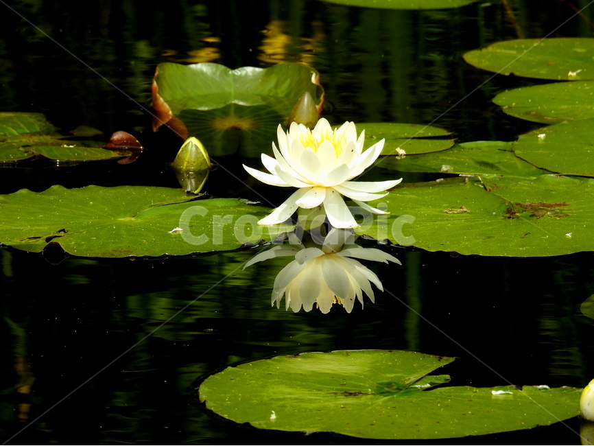 꽃,식물,봄,계절,자연,식물,자연,plants,nature,꽃,flower