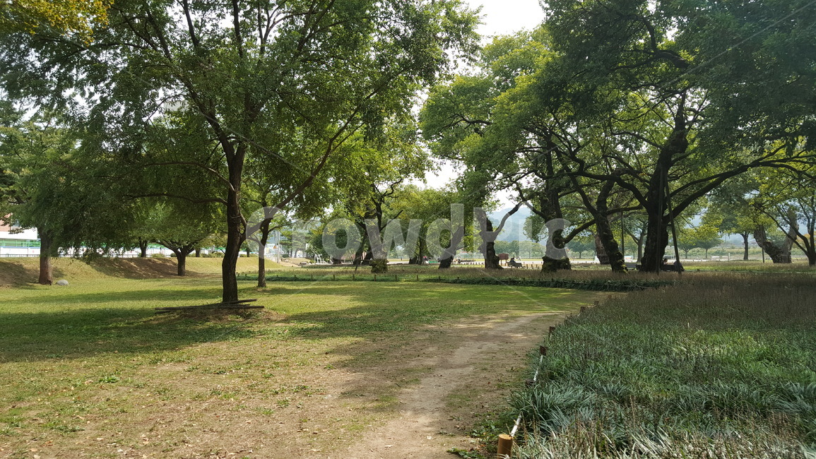숲,나무,자연,경치,숲속,여유,힐링,자연,풍경,nature,landscape,식물,plants,나무,trees,wood,tree,plant,tree trunk,나무 줄기,ground,바닥