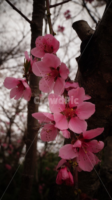 벚꽃,나무,봄,분홍색,산,봄,계절,spring,season,식물,자연,plants,nature,꽃,flower,plant,blossom