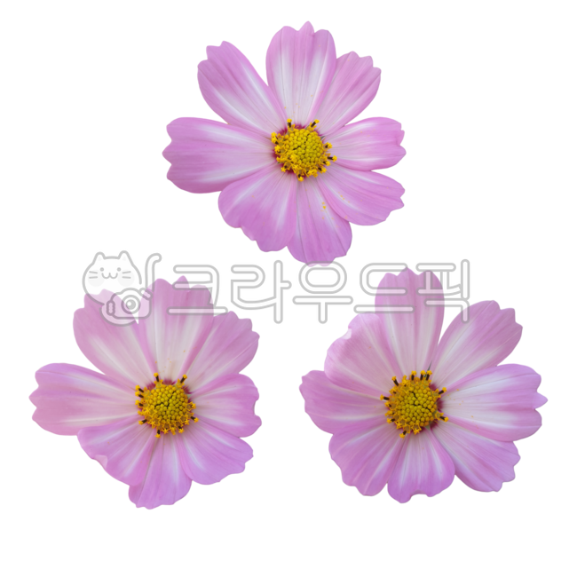 flower sticker,Cosmos Nuki,Fresh flowers,graphic source,fresh flower sticker,flower petal,flower design source,flower icon,pink flower,photoshop source,Flower Nokki