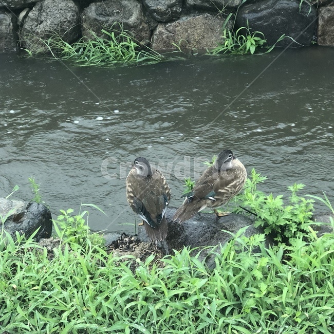 bird,새,animal,동물,waterfowl