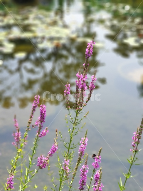 부처꽃,연못,천굴채,습지,loosestrife,식물,자연,plants,nature,꽃,flower