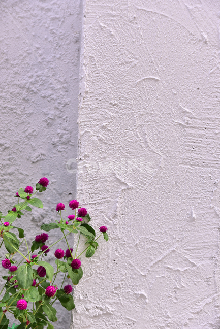 담장,천일홍,자주색,흰색,텍스쳐,질감,화초,꽃,texture,wall,plant,식물,blossom,벽,배경,바탕,백그라운드,background