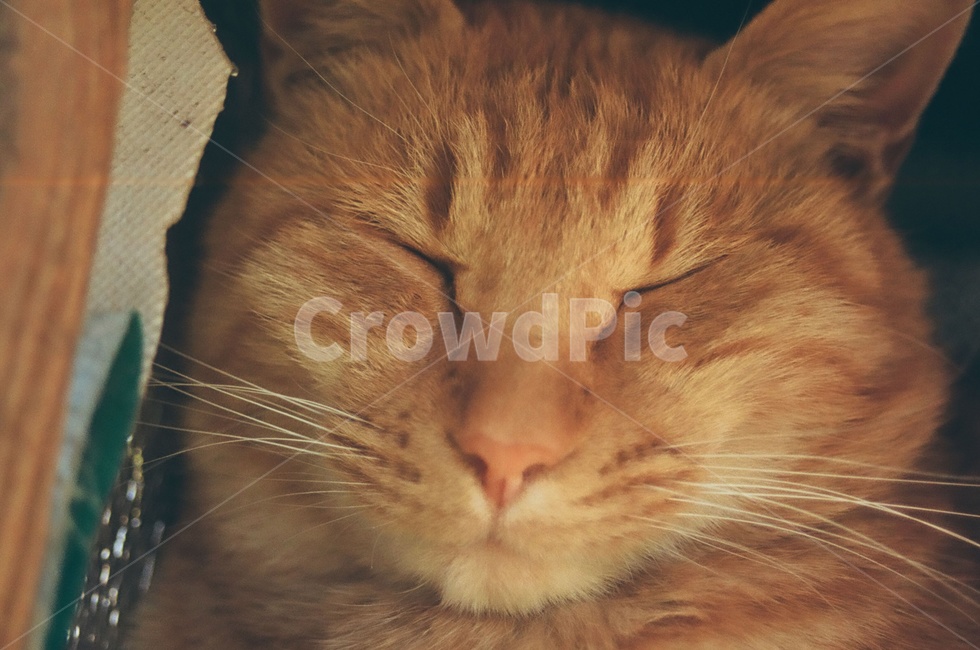 동물,고양이,포유류,animal,cat,kitten,표정,잠,emotion,face,감성사진,얼굴,동물,animal,포유류,mammal,고양이,cat,kitten,kitty