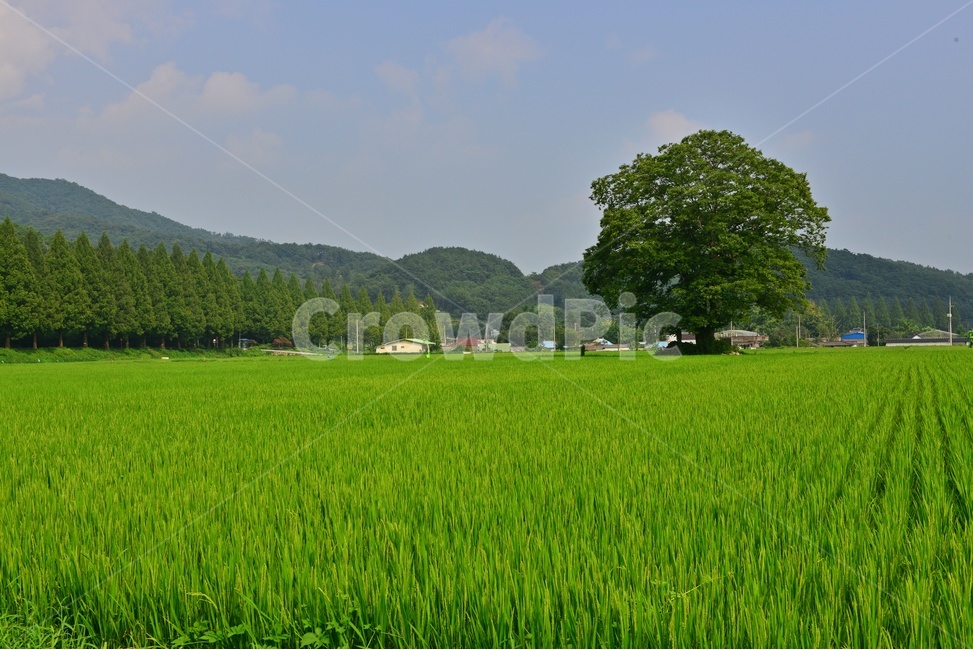 nature,자연,field,들,outdoors,옥외,순창,신평마을,신평들녁,농업,농사,농경지,논,벼농사,메타스콰이어