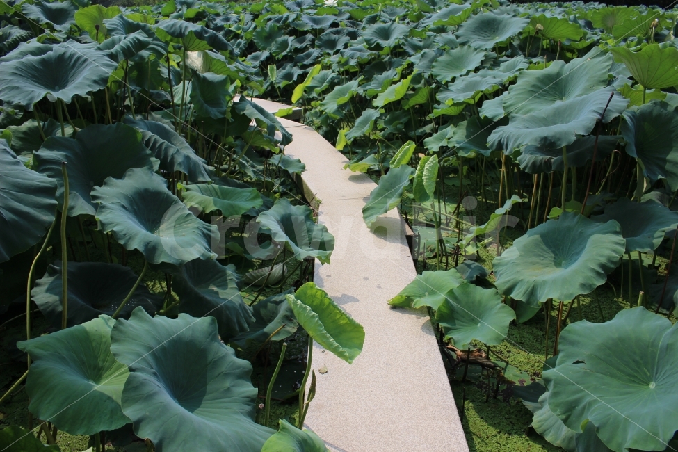연꽃,여행,자연,길,여름,색감,식물,자연,plants,nature