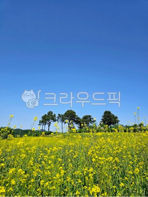 꽃, 색깔, 공원, 하늘, 색상, 사진,이미지,일러스트,캘리그라피 - proshot작가