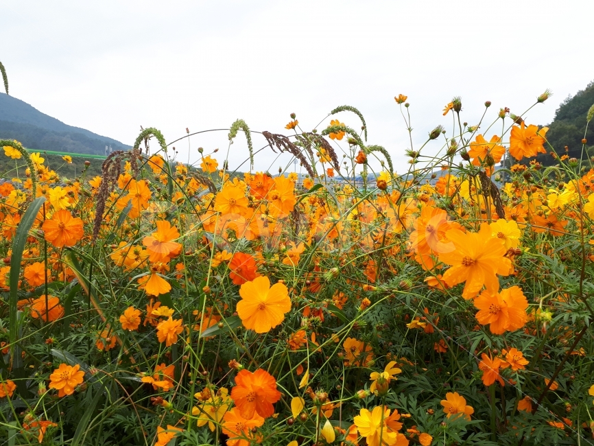 코스모스,꽃,주황,Flower,Cosmos,가을,계절,fall,autumn,season,식물,자연,plants,nature,꽃,flower,plant