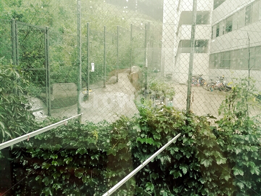창밖,담쟁이덩쿨,덩쿨,잎,나무,초록,식물,비,자연,풍경,nature,landscape,plant,potted plant,화분,pottery,도기류,jar,항아리,outdoors,옥외