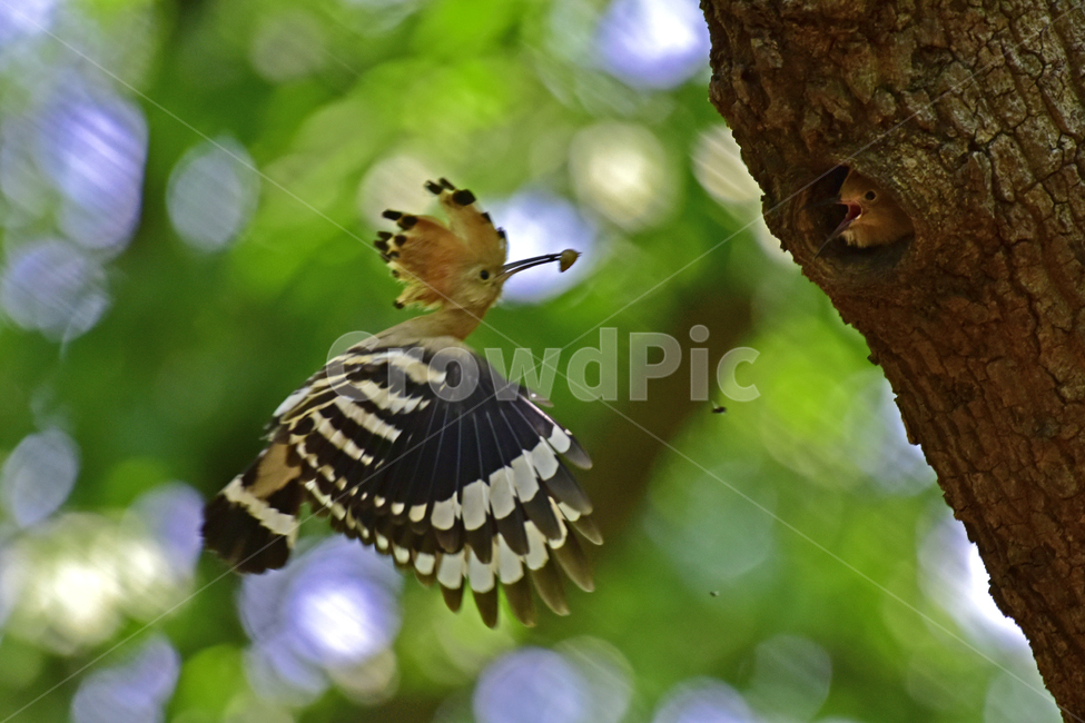 후드티,hoopoe,upupaepops,철새,여름철새,조류,여름새,파도비행,오디새,동물,animal,조류,새,birds
