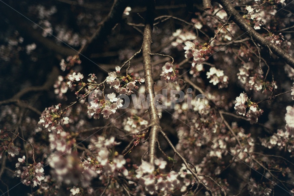 벚꽃,꽃,야경,필름,감성,blossom,flower,cherryblossom,nightview,film,나무,tree,나뭇가지,twig,봄,계절,spring,season,야경,밤,풍경,nightscape,night,landscape,plant,식물,cherry blossom