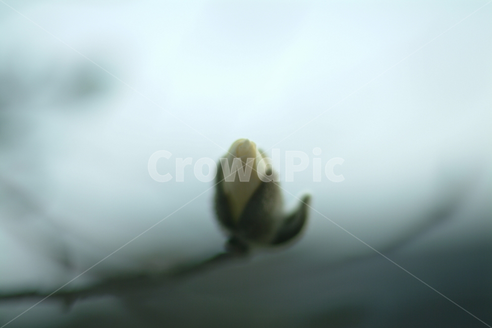 bud,싹,plant,새싹,blossom,접사,식물,자연,plants,nature