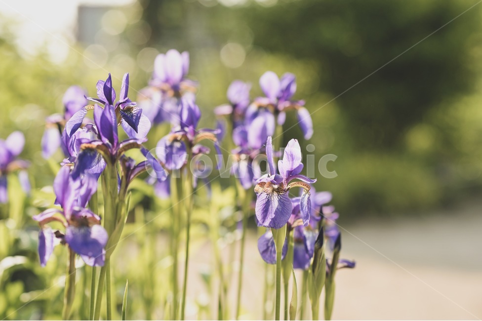 봄,꽃,보라색,보라보라,감성,고양이,식물,자연,plants,nature,꽃,flower