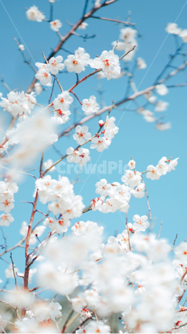 꽃,매화꽃,식물,flower,plant,봄,계절,spring,season,식물,자연,plants,nature,꽃,flower