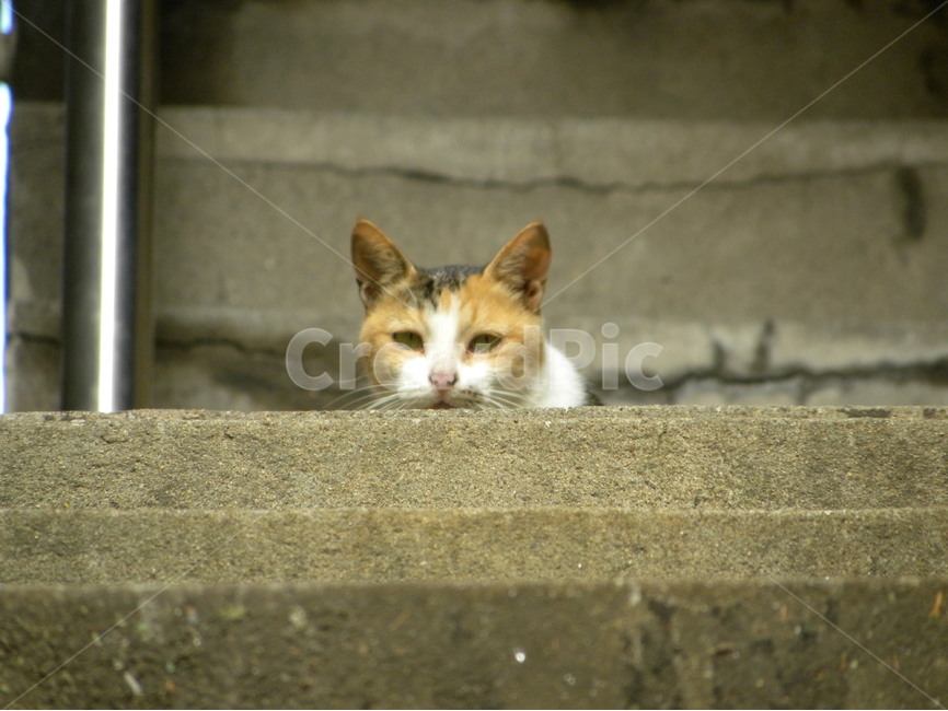 고양이,길고양이,계단,cat,stairs,동물,animal,포유류,mammal,고양이,cat,kitten,kitty